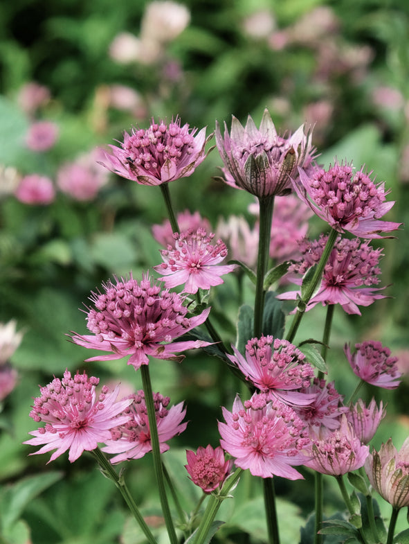 Astrantia Roma